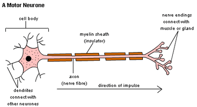 <p>A motor neurone carries impulses from the Central Nervous system to effectors such as muscles and glands</p>