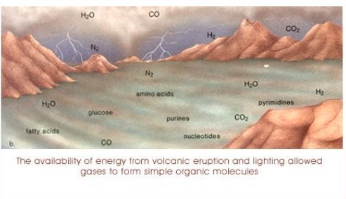 <p>proposed that it was possible for organic molecules to be synthesized from non-living things, and that the first cells could have been made this way</p><ul><li><p>very little oxygen in the atmosphere (oxygen prevents random formations of organic molecules)</p></li></ul><p></p>