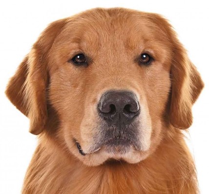 <p>Golden Retriever</p>
