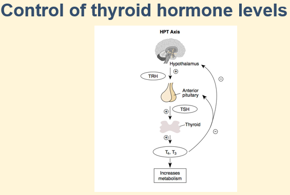 <p>Hyperthyroidism (HyperT4) </p>