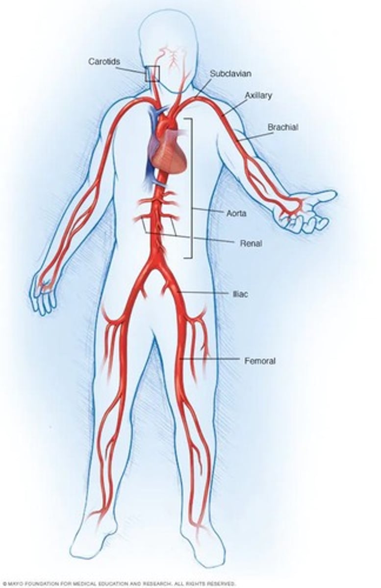 <p>Carry blood away from the heart.</p>