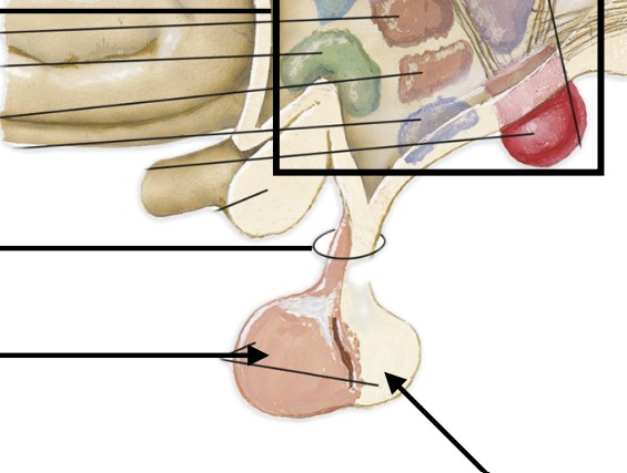 <p>Stalk that connects the hypothalamus to the pituitary gland</p>