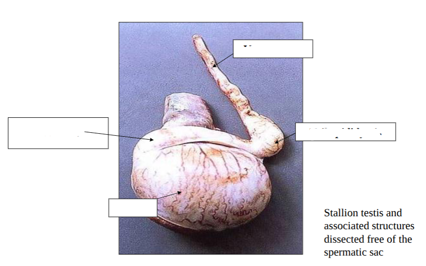 <p>label testis - gross anatomy&nbsp;</p>