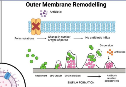 <p>Bacteria mutate or remove porins, preventing hydrophilic antibiotics from entering through these membrane channels."</p>
