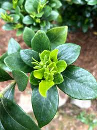<p><span>Evergreen shrub with glossy green leaves and fragrant white flowers. Used as an ornamental plant for its fragrant blooms.</span></p>