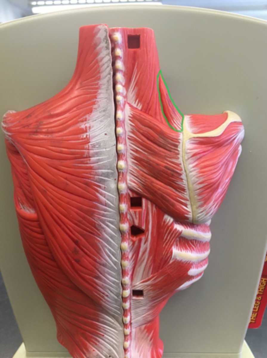 <p>on the back; side of neck; small and triangular, by scapuli, small triangle on model</p>