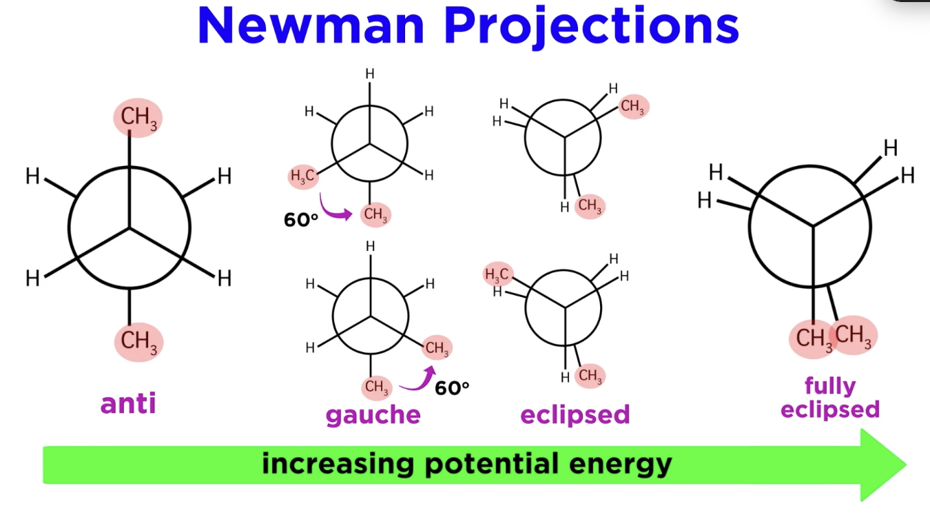 <p>The further apart the bigger groups are and the further apart they are, the more stable.</p><p>Less stable = higher energy</p><p></p><ul><li><p>Staggered </p><ul><li><p>The substituents on the front and back carbons are as far apart as possible</p></li></ul></li><li><p>Eclipsed conformation</p><ul><li><p>The substituents on the front and back carbons are directly aligned. LEAST STABLE </p></li></ul></li><li><p>Gauche conformation</p><ul><li><p>staggered conformation where two bulky groups are adjacent to each other (60° apart) </p></li></ul></li><li><p>Anti Conformation</p><ul><li><p>bulky groups are opposite from each other</p></li></ul></li></ul><p></p>