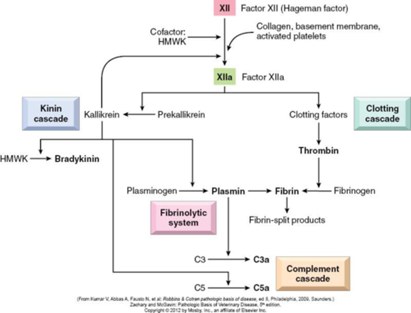 <p>HMW kininogen to bradykinin which causes increased pain, vascular permeability, vasodilation, and smooth muscle contraction. And kallikrein which is chemotactic and activates Factor XII<br><br><b>draw diagram</b></p>