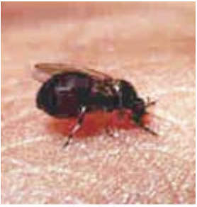 <p>Class 3-moderately tolerant</p>