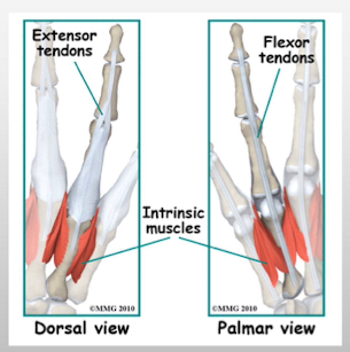 <p>flexor; extensor</p>