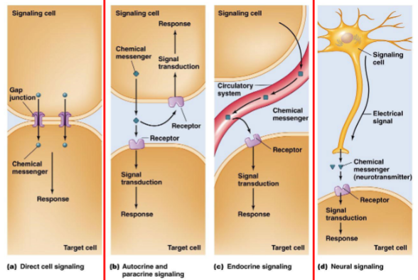 <ol><li><p>direct cell signaling via gap junctions</p></li><li><p>autocrine/paracrine signaling</p></li><li><p>endocrine signaling</p></li><li><p>neural signaling</p></li></ol>