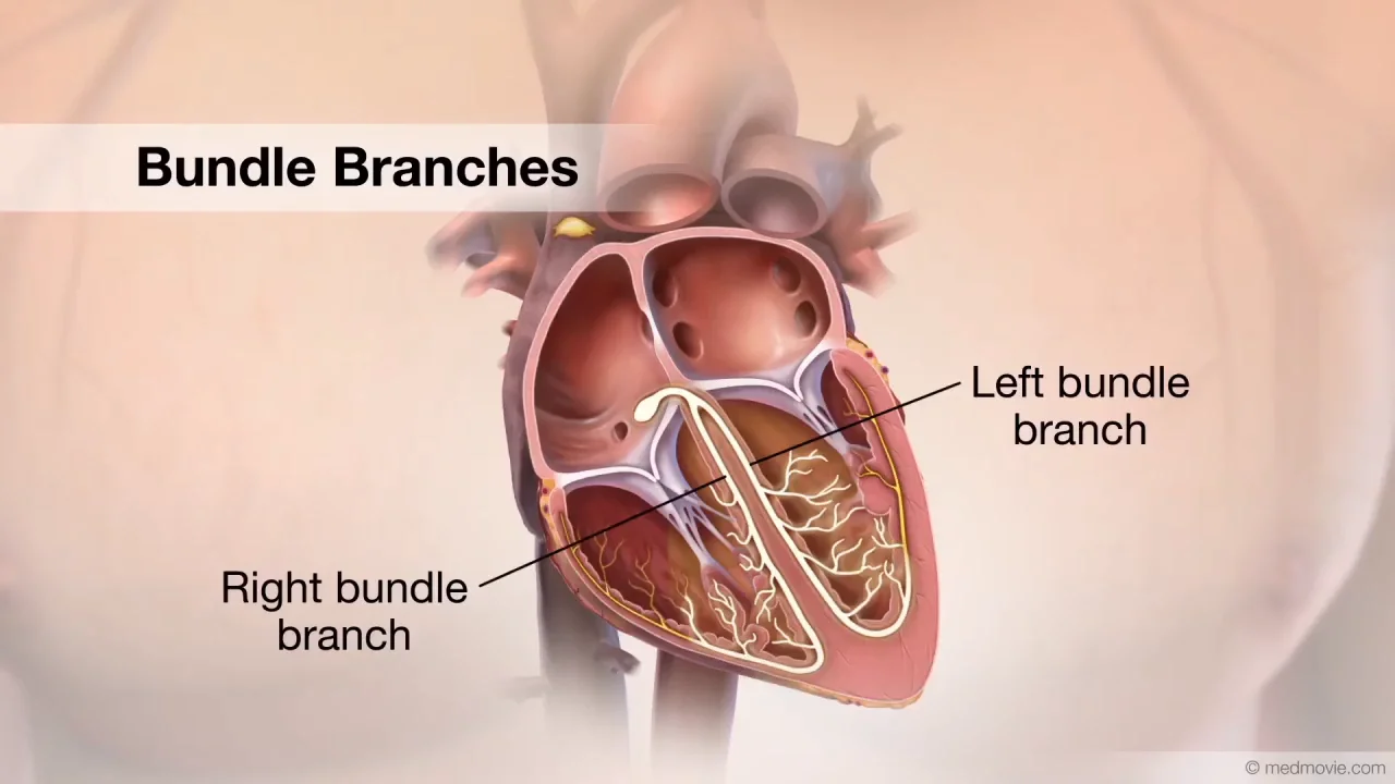 <p>split the electrical signal and send it to both ventricles so they contract at the same time.</p>