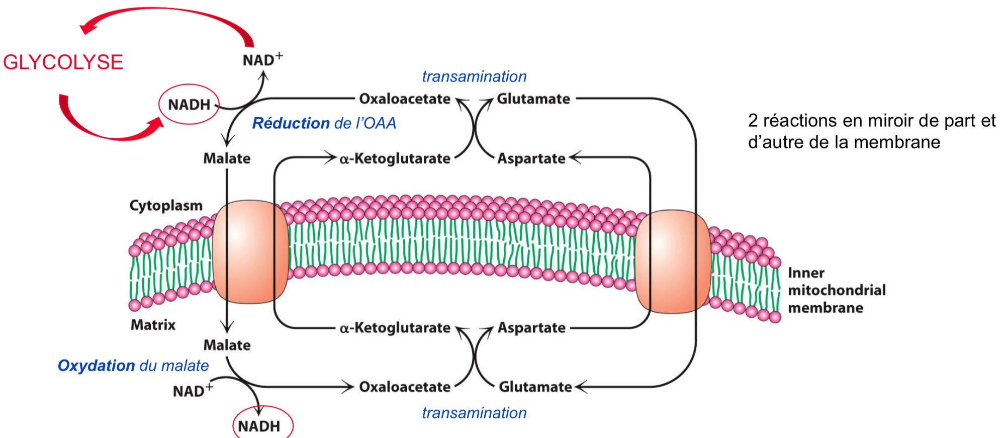 <p>Connection kerbs/ mitochondria </p><p>In liver, kidneys, heart</p><p></p>
