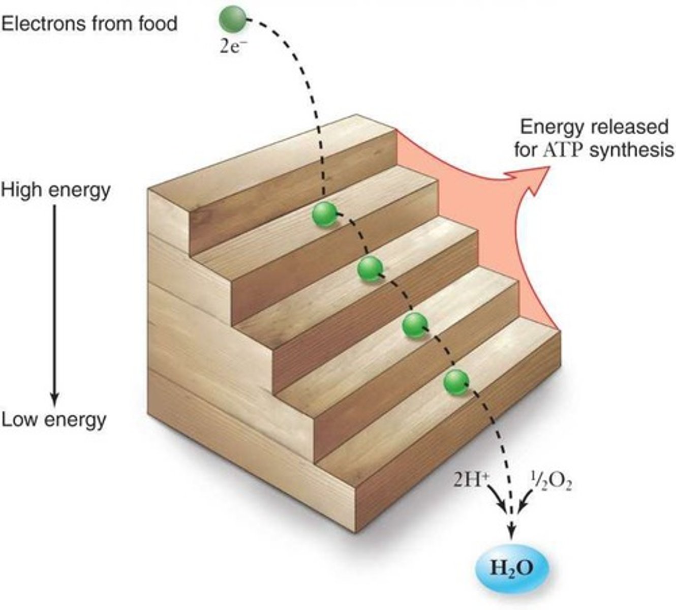 <p>Series of complexes transferring electrons to create a gradient.</p>