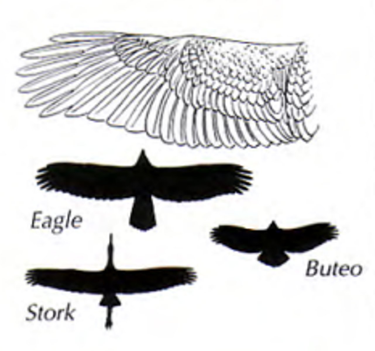 <p>Passive soaring wings <br>Long broad wings ending in long primary feathers with wide gaps in between allowing it to soar without reliable wind currents<br>Eagle and stork</p>