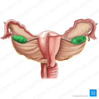 <ul><li><p>small, oval-shaped glands located on either side of the uterus</p></li><li><p>produce and store eggs (also called ovum) and make hormones that control the menstrual cycle and pregnancy</p></li><li><p>during ovulation, one of them releases an egg which is swept into the fallopian tube by the finger-like projections of the fimbriae</p></li></ul><p></p>