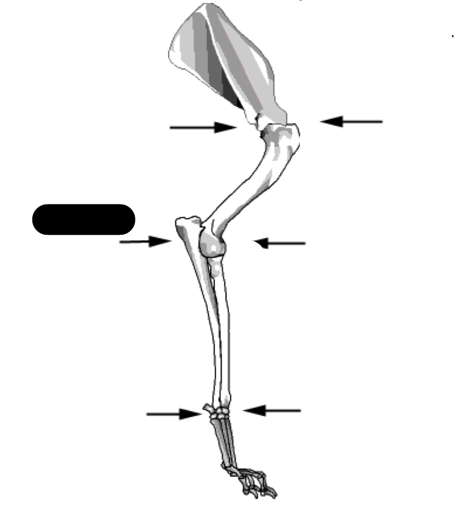 What is the technical  and common anatomical name?