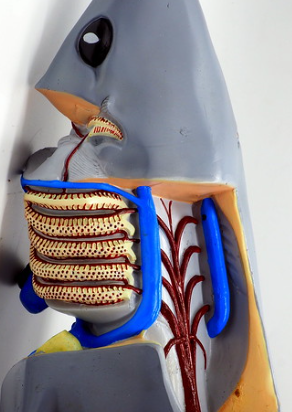 <p>Structure?</p>