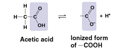 <p>COOH </p><p>carboxylic acid/ organic acid </p><ul><li><p>pulls electrons away from hydrogen atom</p></li><li><p>H+ leaves as ion </p></li><li><p>acidic </p></li></ul><p></p>
