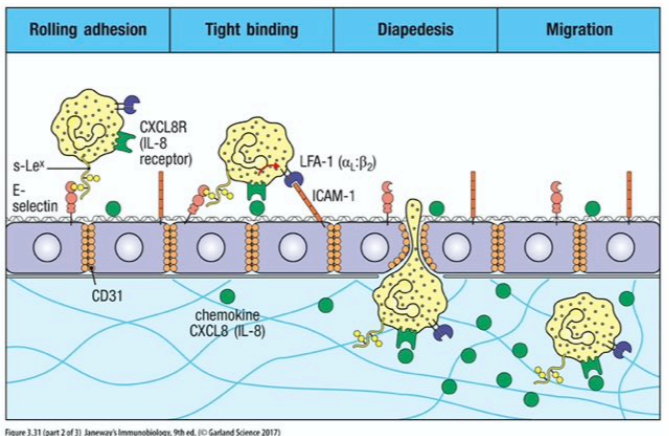 <ol><li><p>leukocytes roll along the vascular endothelial surface, between adhesion to sialyl-lewis^X groups is weak</p></li><li><p>neutrophils cleave through epithelial cell tight junctions to exit the vessel to get to site of infection</p></li></ol><p></p>