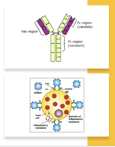 <p><span><span>IgE components</span></span></p>