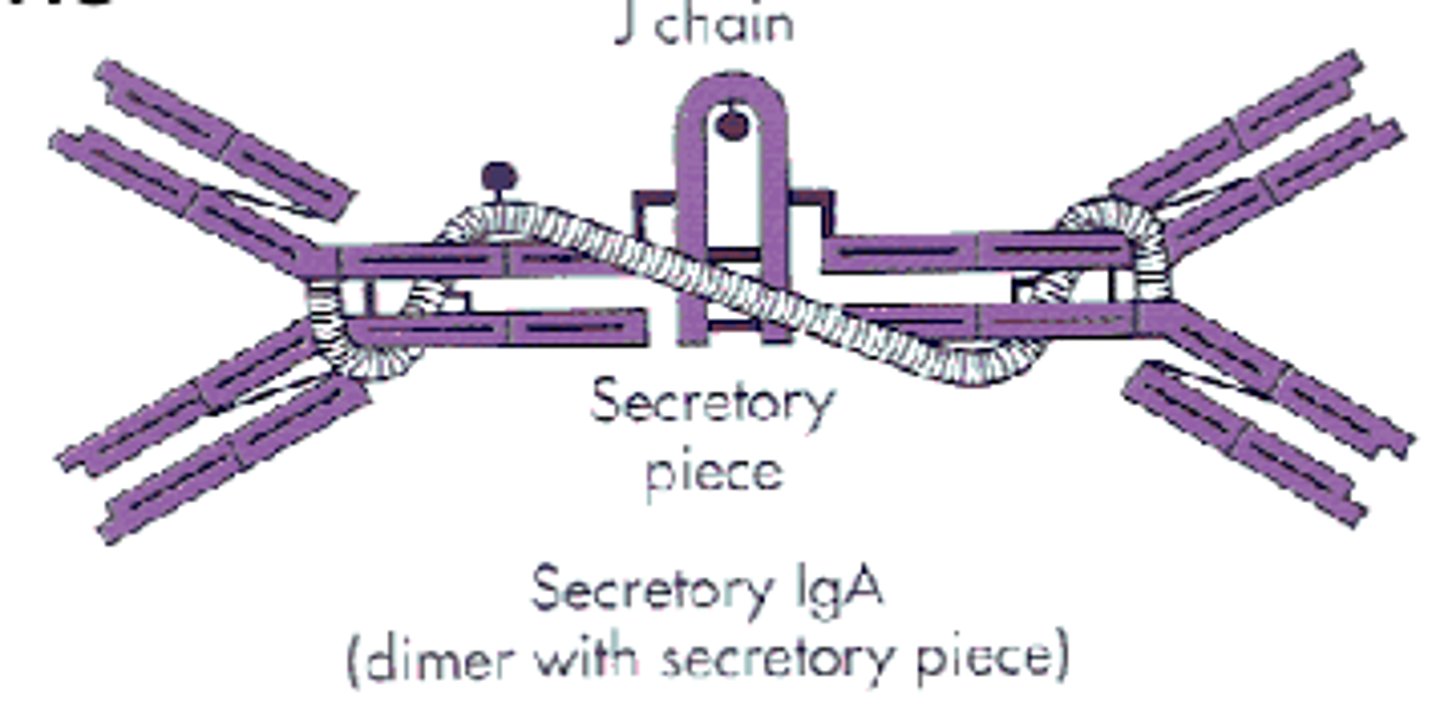 <p>IgA (secretory IgA)</p>