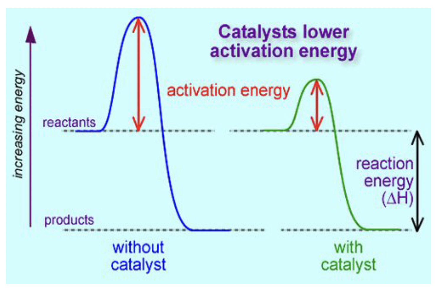 reactions occur at a quicker rate, enzymes aren't changed in the reaction