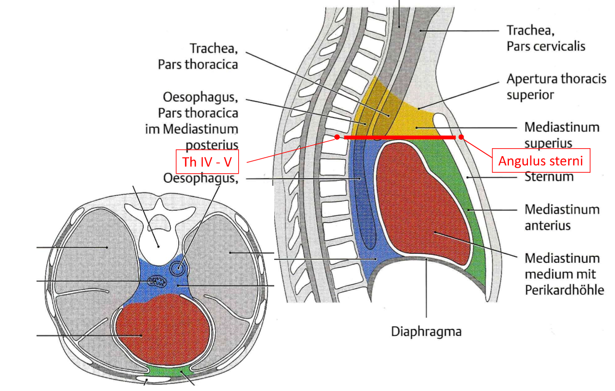 <p><strong>unterteilt in</strong>:</p><ul><li><p>Mediastinum superior</p></li><li><p>Mediastinum inferior</p><ul><li><p>anterius</p></li><li><p>medium</p></li><li><p>posterius</p></li></ul></li></ul><p><strong>Begrenzt von</strong>:</p><ul><li><p>Wirbeln, Sternum, Pleura mediastinalis, Diaphragma, Apertura thoracis superior</p></li></ul><p><strong>Zusammensetzung</strong>:</p><ul><li><p>Herz, Perikard (m) </p></li><li><p>grosse Gefässe (Aortabogen, V. cava superior &amp; Truncus pulmonaris → s) (Aorta descendens → p)</p></li><li><p>Thymus (s)</p></li><li><p>N. Phrenicus (Innervation des Diaphragmas) (s, m)</p></li><li><p>N. Vagus (s)</p></li><li><p>Ductus thoracicus (grösstes Lymphgefäss des Körpers) (s, p)</p></li><li><p>Ösophagus (s, p)</p></li><li><p>Trachea &amp; Hauptbronchien (s)</p></li><li><p>lymphatische Ganglien (a)</p></li></ul>