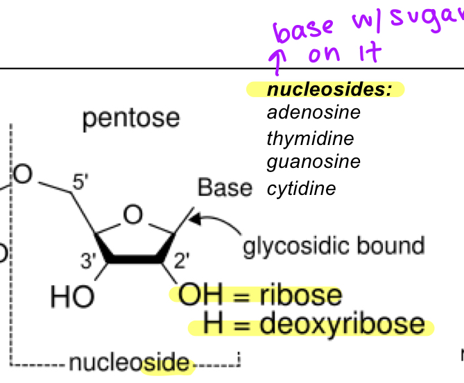 <ul><li><p>base with a pentose(sugar)</p></li><li><p>adenosine</p></li><li><p>thymidine</p></li><li><p>guanosine</p></li><li><p>cytidine</p></li><li><p>w OH is ribose</p></li><li><p>w H is deoxyribose</p></li></ul><p></p>