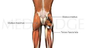 <p>where is the gluteus mediuss?</p>