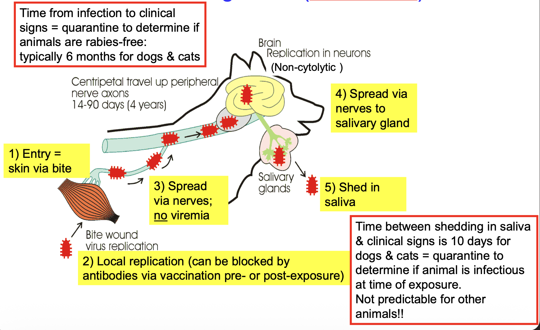 <ol><li><p>entry = skin via bite wound</p></li><li><p>local replication</p><ul><li><p>can be blocked by antibodies via vaccination pre- or post-exposure</p></li></ul></li><li><p><strong>spread via</strong> <strong>nerves</strong>&nbsp;→ <strong><u>NO</u></strong> <strong>viremia</strong></p><ul><li><p>replicate in brain neurons</p></li></ul></li><li><p>spread via nerves to salivary glands</p></li><li><p>shed in saliva</p></li></ol><p></p>