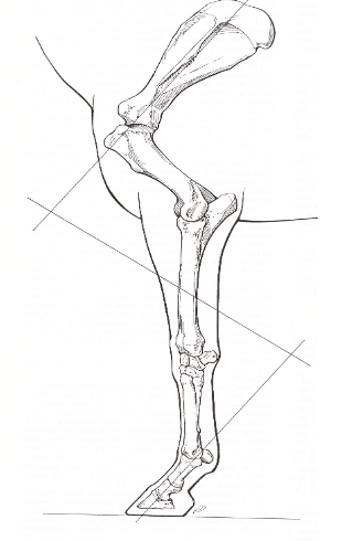 <p>line down the scapula should be at the same angle as the pasterns</p><p>1) Shoulder length and angle are related to stride length - long sloping shoulders = long strides</p><p>2) ideal shoulder angle is 45 degrees, with steep shoulders (ie. &gt;50 degrees) you can see upright pasterns</p><p>3) ways long strides can be produced = long radius and short metacarpus, long gaskin and short metatarsus, flat and long rump</p><p>4) short steep rump (goose rump) predisposes to hindlimb lameness </p><p>5) taller behind than front predisposes to forelimb lameness</p>