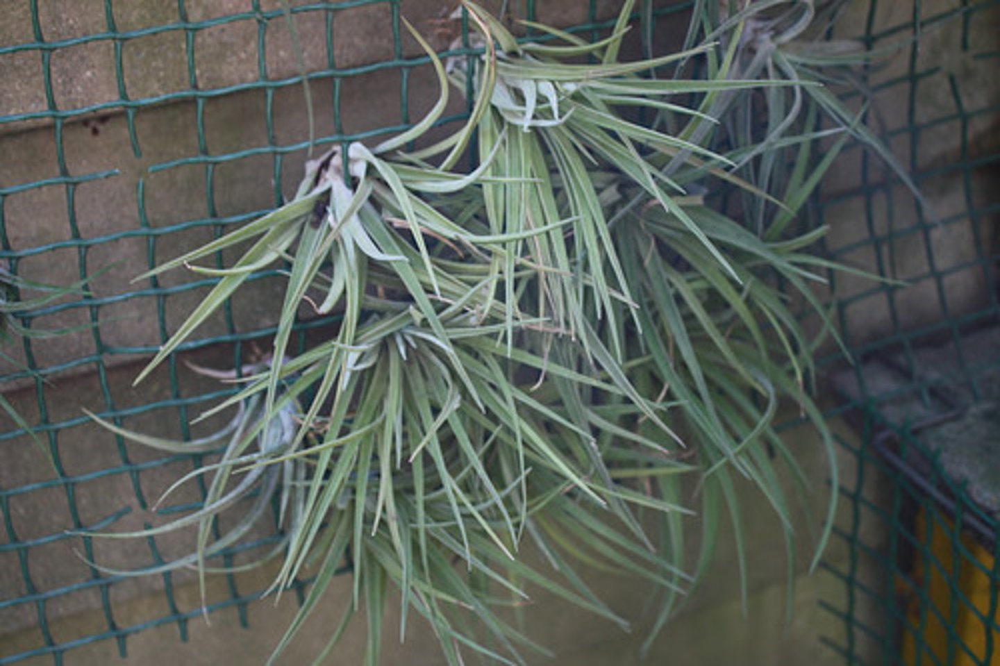 <p>hairlike projections that extend from a plant's epidermis; help reduce water evaporation and may provide protection from herbivores</p>