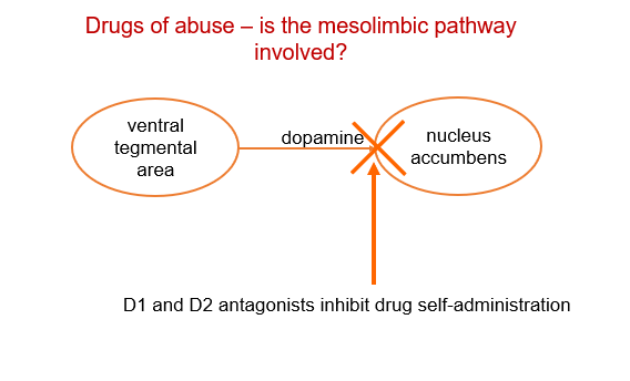 <p><strong>:</strong> They block dopamine receptor activity and <strong>inhibit drug self-administration</strong>, reducing the rewarding effects of drugs.</p>