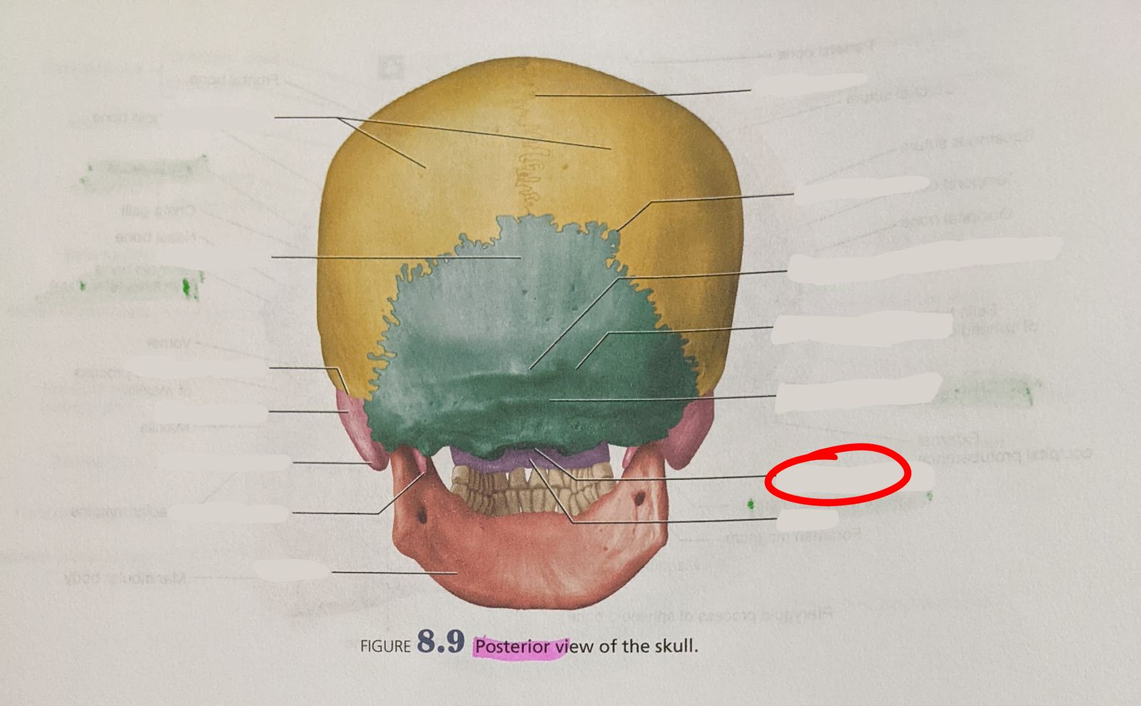 knowt flashcard image