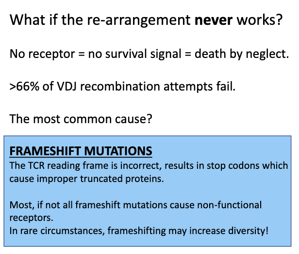 <ul><li><p><strong>Randomness in VDJ recombination</strong> → may produce <strong>frame shifts</strong> or non-productive sequences.</p></li><li><p><strong>No functional TCR</strong> → <strong>no survival signal</strong> → cell <strong>dies</strong> (“death by neglect”).</p></li><li><p><strong>Failure rate:</strong> ~66% of VDJ rearrangements fail.</p></li><li><p><strong>Importance of proliferation:</strong> multiple “safe state” copies increase chances that at least one cell succeeds.</p></li></ul><p></p>