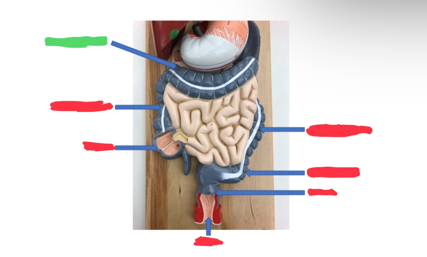knowt flashcard image