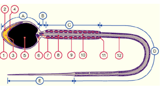 <img src="https://knowt-user-attachments.s3.amazonaws.com/e80fe472-168a-4430-b1e5-5f285ce13210.png" data-width="100%" data-align="center" alt="knowt flashcard image"><p></p>