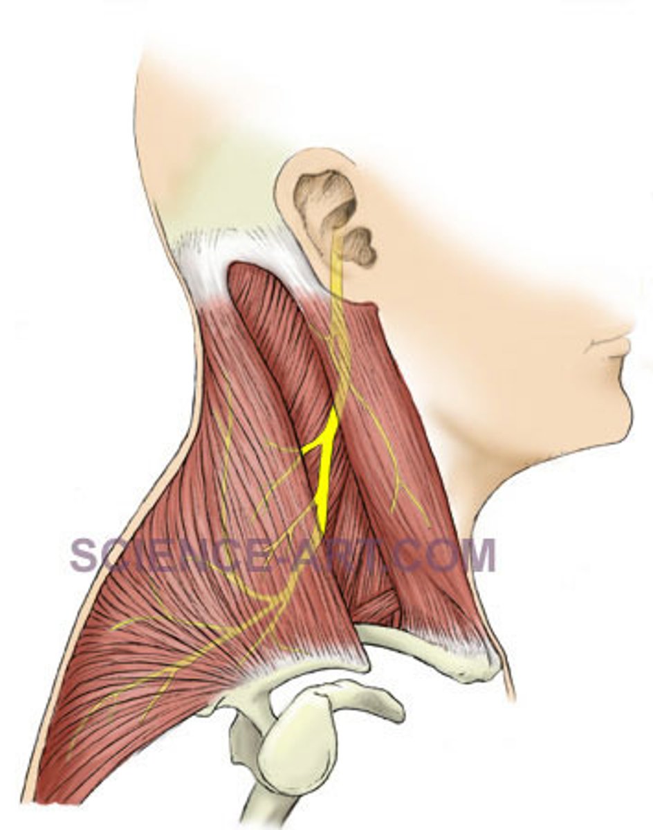 <p>Motor to sternocleidomastoid &amp; trapezius; root enters via foramen magnum</p>