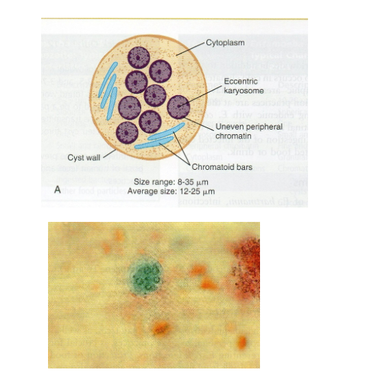 <p>What are morphology features of Entamoeba coli cysts?</p>