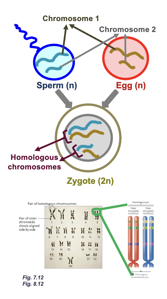 <p>Homologous chromosomes:</p><ul><li><p>Parental pair of DNA molecules </p></li><li><p>The number and order of GENES are the same between homologous chromosomes but ALLELES can be different </p></li><li><p>2n = DIPLOID number of DNA molecules </p></li><li><p>n = HAPLOID number of DNA molecules </p></li></ul><p></p>