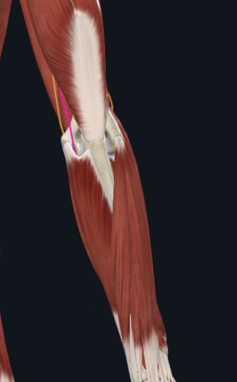 <p>What nerve is this</p>