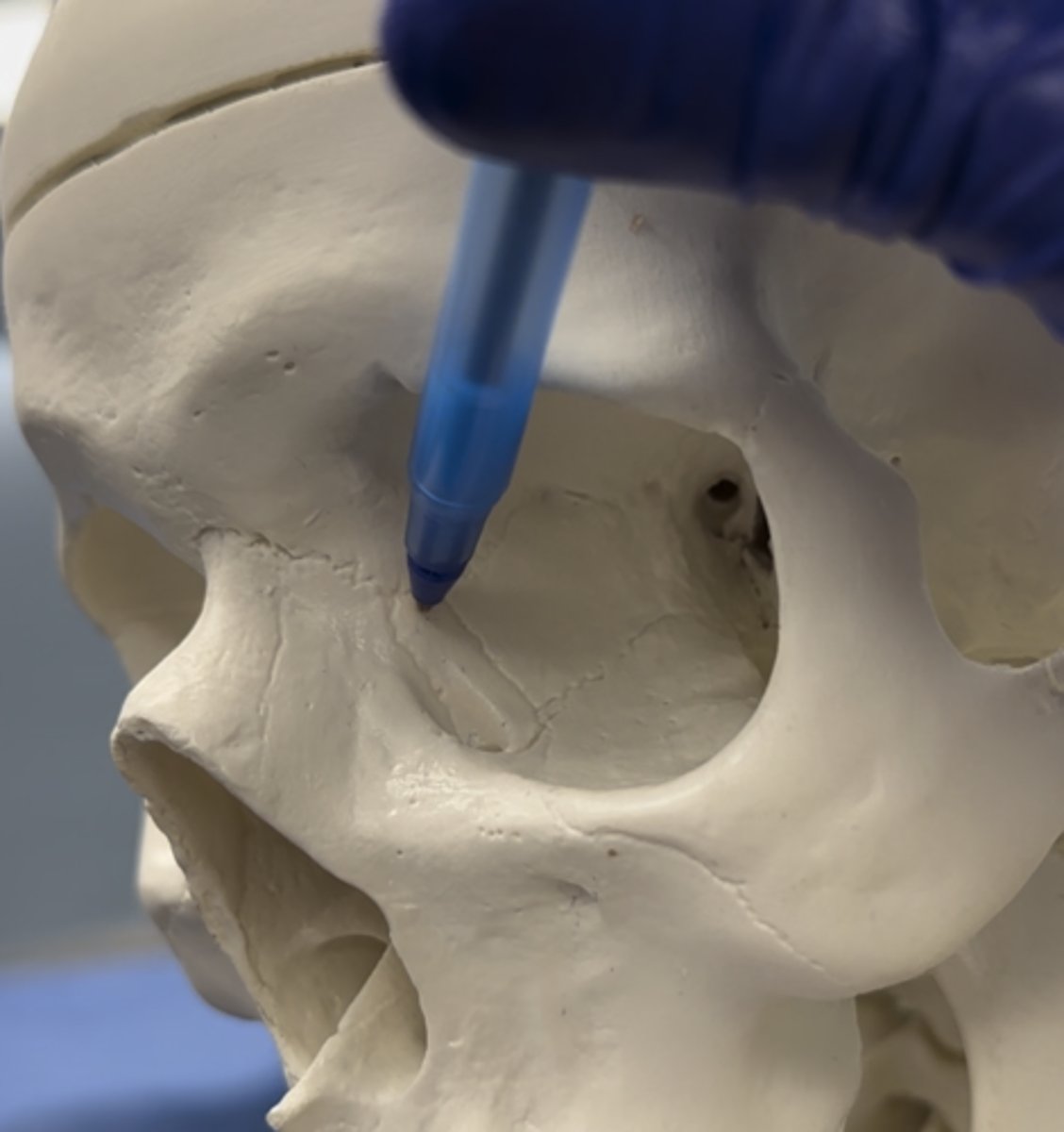 <p>Bone being pointed at</p>