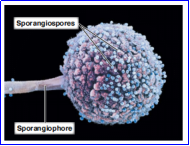 <p>Example of Sporangiospore</p>