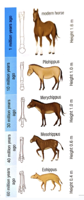 <ul><li><p><span style="font-family: &quot;Open Sans&quot;, sans-serif">Based on ideas from James Hutton and Charles Lyell</span></p></li><li><p><span style="font-family: &quot;Open Sans&quot;, sans-serif">Evolutionary change is <strong>slow, gradual</strong>, and <strong>constant</strong></span></p></li><li><p><span style="font-family: &quot;Open Sans&quot;, sans-serif">Over <strong>long periods of time</strong>, <strong>small changes</strong> accumulate resulting in dramatically different organisms</span></p><p></p></li><li><p><span style="font-family: &quot;Open Sans&quot;, sans-serif">Evidence: fossils and transitional species</span></p></li></ul><p></p><p>Ex: <span style="font-family: &quot;Open Sans&quot;, sans-serif">The ancestors of the horse include many intermediate forms between small four-toed mammals and the present day single-toed horse.</span></p>