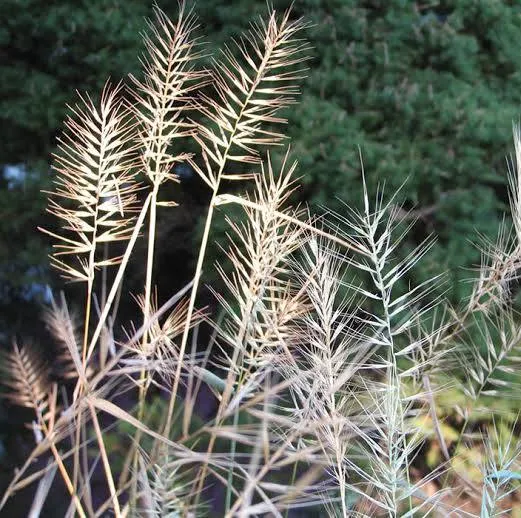 <p>Bottlebrush grass</p>