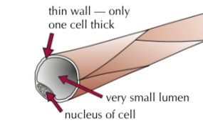 <ol><li><p>Are really small - they carry blood really close to every cell in the body to exchange substances with them.</p></li><li><p>Have permeable walls - substances can diffuse in and out</p></li><li><p>Walls are usually one cell thick - increasing the rate of diffusion by decreasing the distance</p></li></ol><p></p>