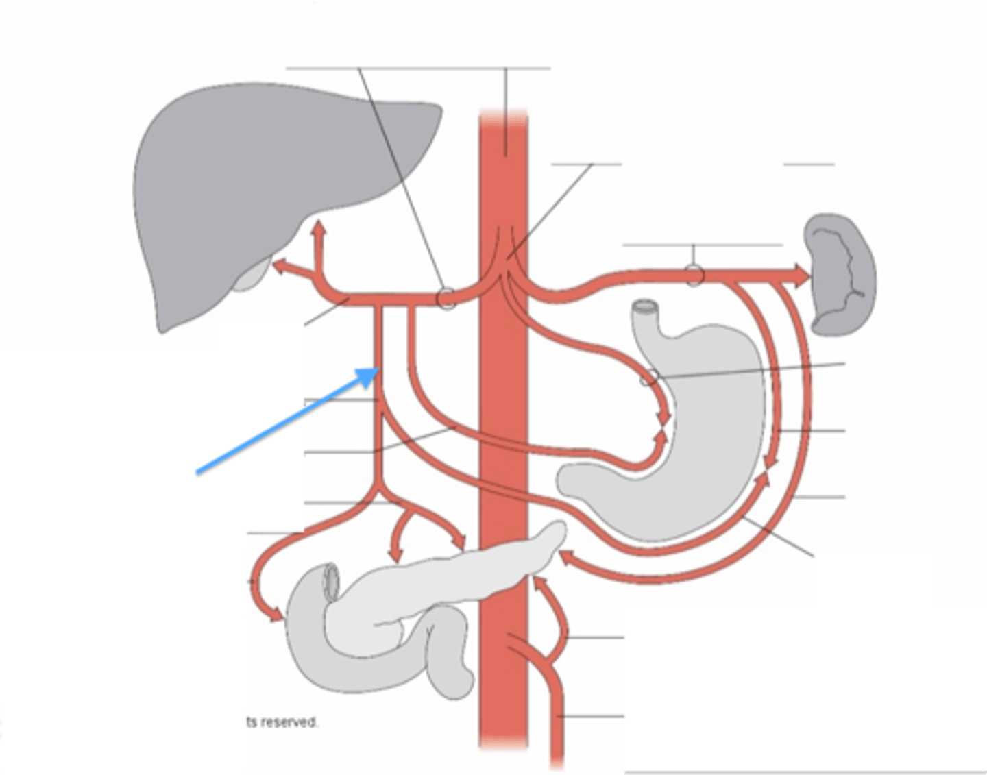 <p>branch of the common hepatic artery that supplies the stomach and duodenum</p>