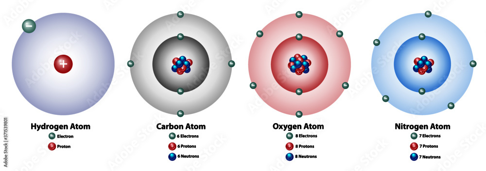 <p>Oxygen, carbon, hydrogen, and nitrogen are all () to life; they make up to 96% of () matter</p>