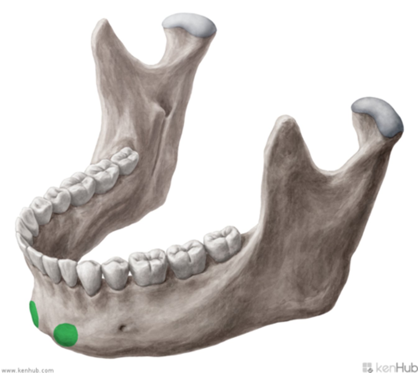 <p>chin at base of body</p>